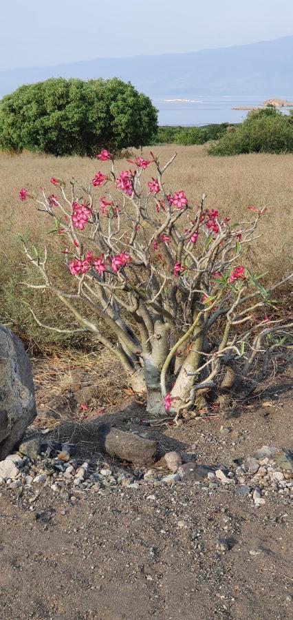 Africa Safari Serengeti Ikoma Экстерьер фото