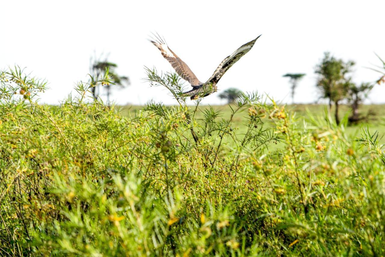 Africa Safari Serengeti Ikoma Экстерьер фото